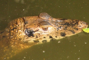 Peruvian Jungle Manu Park Four days / three nights