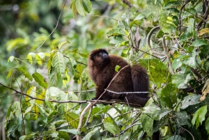 Peruvian Jungle Manu Park Four days / three nights