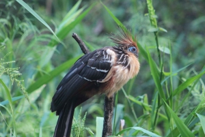 Peruvian Jungle Manu Park Four days / three nights