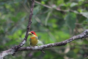 Peruvian Jungle Manu Park Four days / three nights