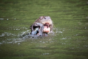 Peruvian Jungle Manu Park Four days / three nights