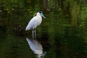 Peruvian Jungle Manu Park Four days / three nights