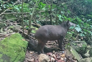 Peruvian Jungle Manu Park Four days / three nights