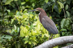 Peruvian Jungle Manu Park Four days / three nights