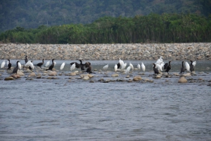 Peruvian Jungle Manu Park Four days / three nights