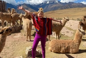 Picnic with llamas and alpacas in the Sacred Valley, Cusco, Peru