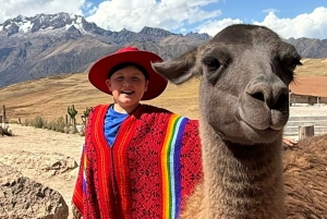 Picnic with llamas and alpacas in the Sacred Valley, Cusco, Peru