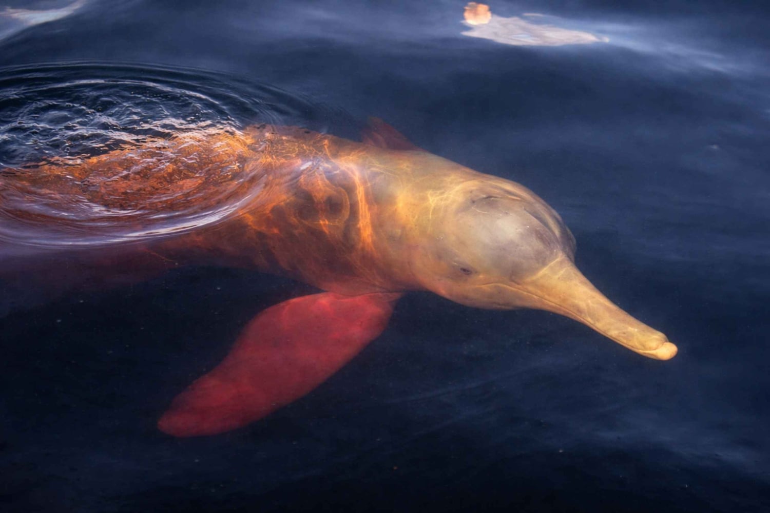 Pink dolphin watching tour on the Amazon River