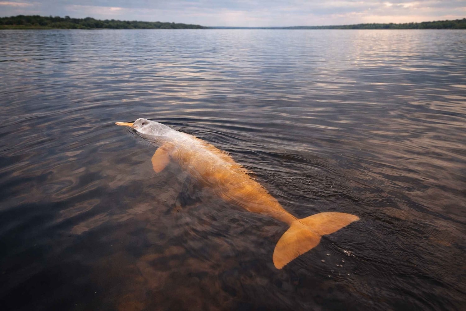Pink dolphin watching tour on the Amazon River