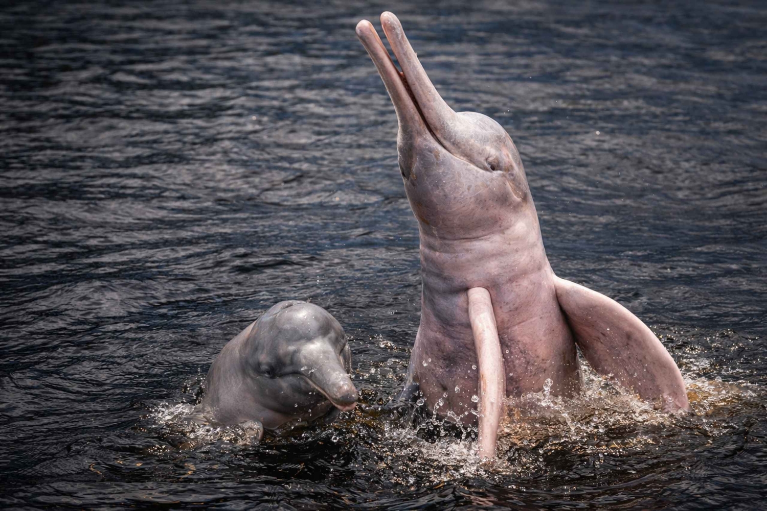 Pink dolphin watching tour on the Amazon River