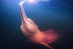 Pink dolphin watching tour on the Amazon River