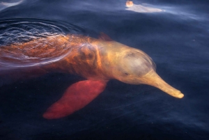 Pink dolphin watching tour on the Amazon River