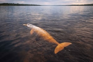 Pink dolphin watching tour on the Amazon River