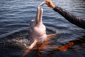 Pink dolphin watching tour on the Amazon River