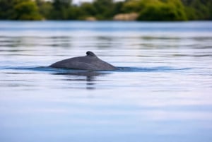 Pink dolphin watching tour on the Amazon River
