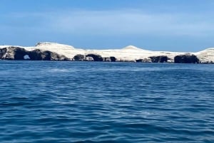 Pisco Cruise Terminal: Ballestas Islands and Paracas Excursion with Transfer
