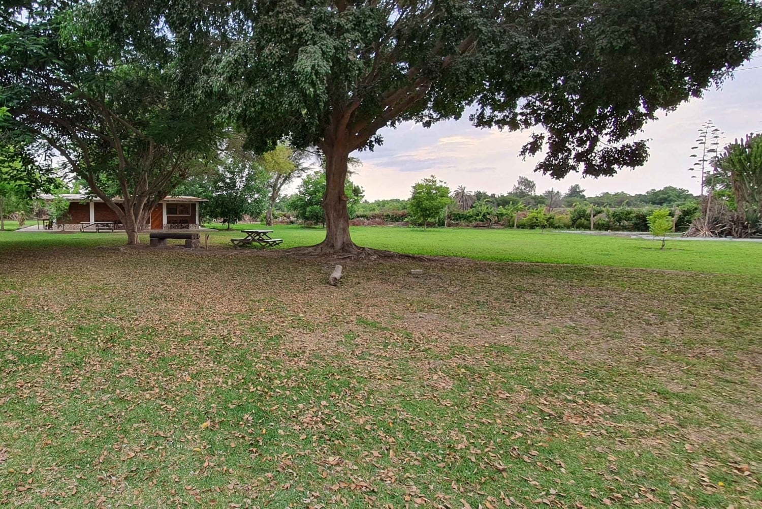 Pisco Route and a visit to the city of Ica