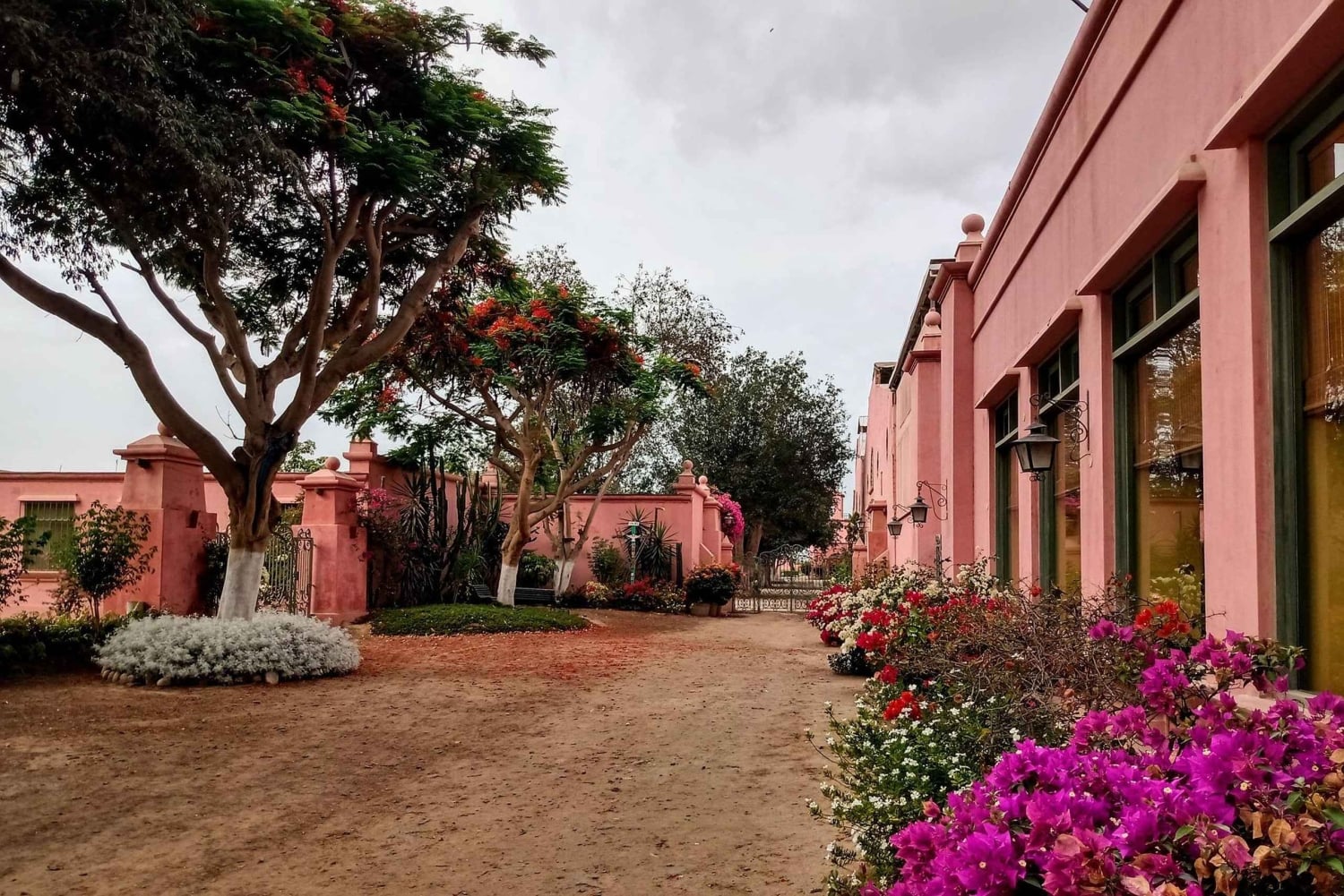 Pisco tasting in the vineyards of Ica.