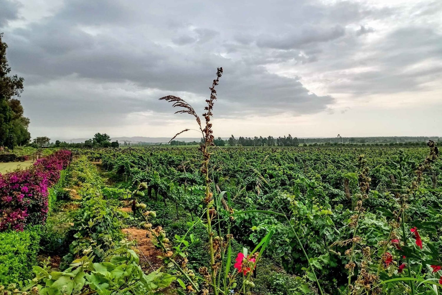 Pisco tasting in the vineyards of Ica.