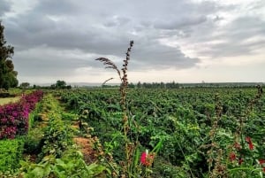 Pisco tasting in the vineyards of Ica.