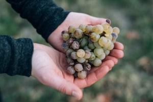 Pisco tasting in the vineyards of Ica.