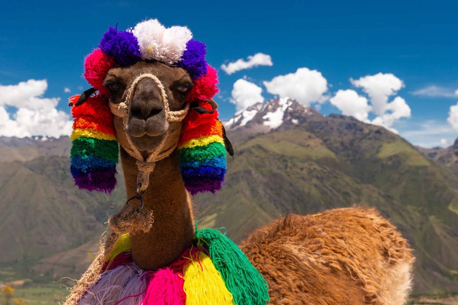 Privat fra Cusco| Alpaka-terapi + kreativt håndværk