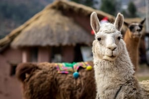 Privat fra Cusco| Alpaka-terapi + kreativt håndværk