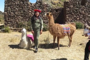 Privado de Cusco| Terapia com alpaca + artesanato criativo