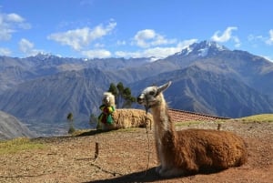 Private From Cusco| Alpaca Therapy + Creative Craftsmanship