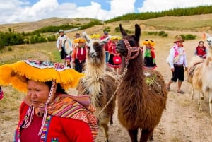 Privé vanuit Cusco| Alpaca therapie + creatief vakmanschap