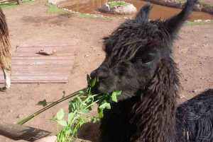 Private Full-Day Sacred Valley & Alpaca Farm Tour