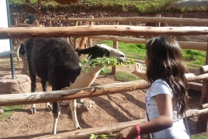 Private Full-Day Sacred Valley & Alpaca Farm Tour