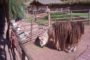 Private Full-Day Sacred Valley & Alpaca Farm Tour