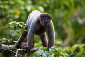 Puerto Maldonado: 2-Day Jungle Tour with Meals & Guide