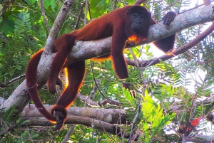 Puerto Maldonado: 2-Day Jungle Tour with Meals & Guide