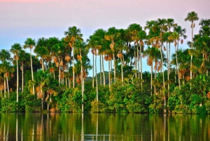 Puerto Maldonado: 2-Day Peruvian Tambopata Jungle Trip