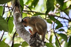 Puerto Maldonado: 2-Day Peruvian Tambopata Jungle Trip