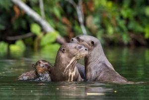 Puerto Maldonado: 3-Day Amazon Jungle Tour with Lodging