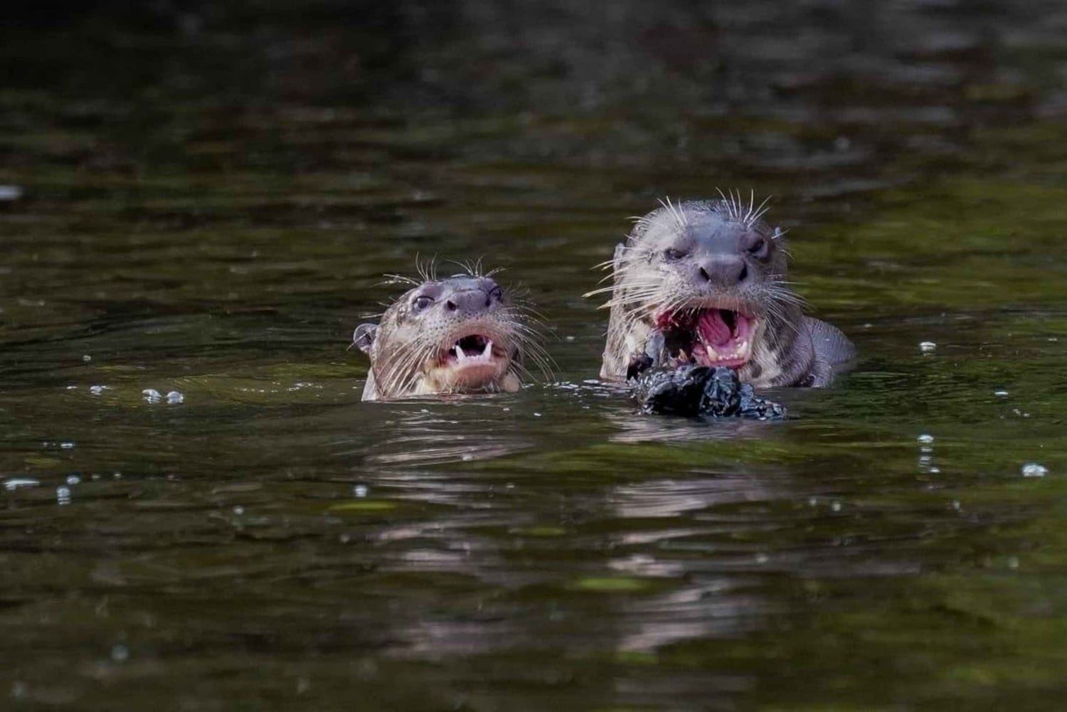 Puerto Maldonado: 3-Day Tambopata Jungle Tour