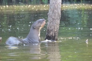 Puerto Maldonado: 3-Day Tambopata Jungle Tour