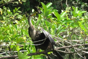 Puerto Maldonado: 3-Day Tambopata Jungle Tour