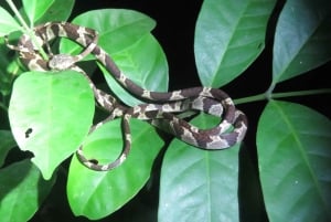 Puerto Maldonado: 3-Day Tambopata Jungle Tour