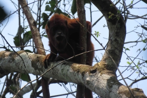 Puerto Maldonado: 3-Day Tambopata Jungle Tour