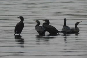 Puerto Maldonado: 3-Day Tambopata Jungle Tour