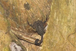 Puerto Maldonado: 3-Day Tambopata Jungle Tour