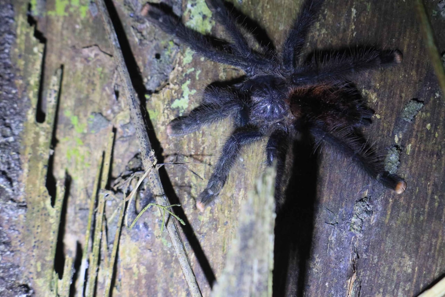 Puerto Maldonado: 3-Day Tambopata National Reserve Tour