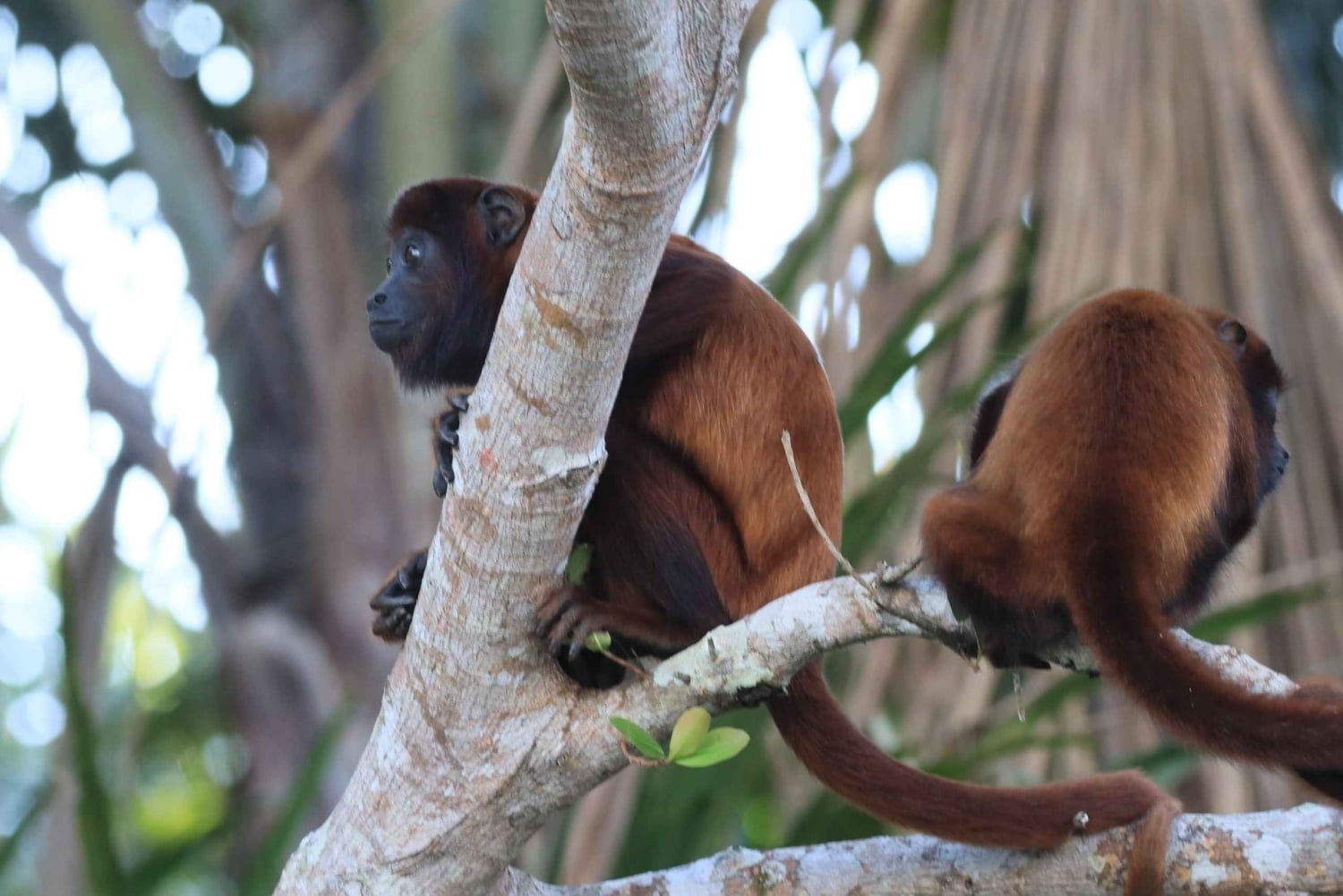 Puerto Maldonado: 3-Day Tambopata National Reserve Tour