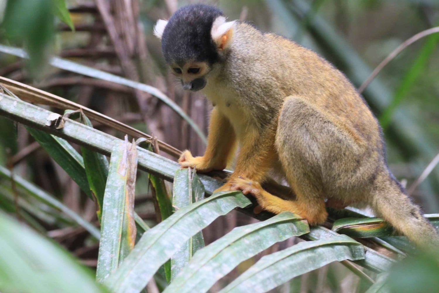 Puerto Maldonado: 3-Day Tambopata National Reserve Tour