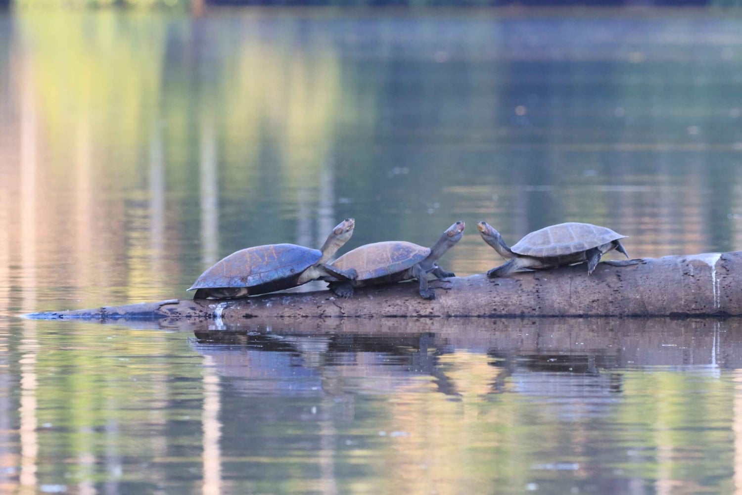 Puerto Maldonado: 3-Day Tambopata National Reserve Tour