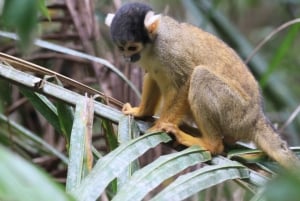 Puerto Maldonado: 3-Day Tambopata National Reserve Tour